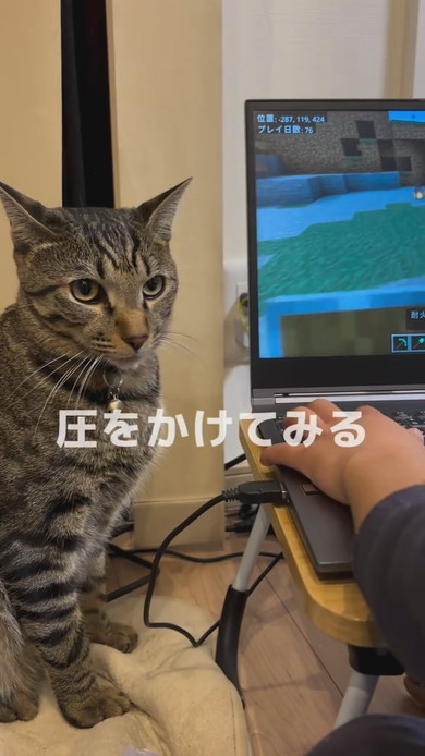 圧をかける猫ちゃん