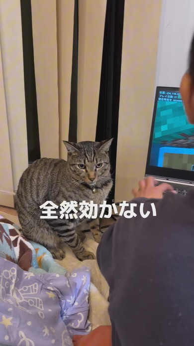 圧をかける猫ちゃん