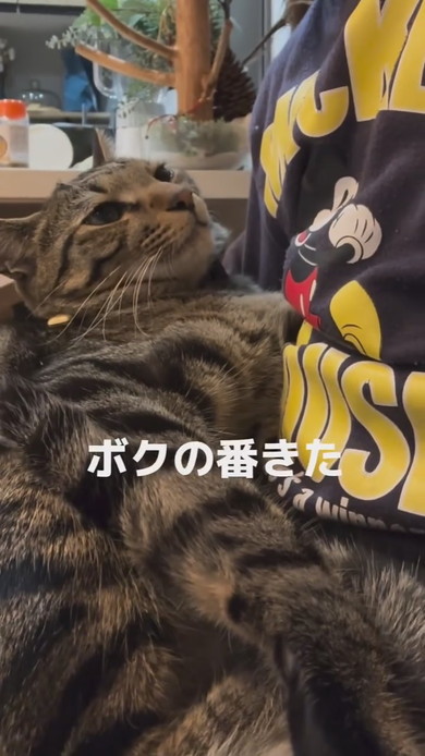 圧をかける猫ちゃん
