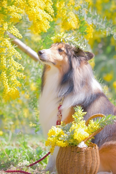 ミモザの女神みたいに撮れた愛犬シェルティ