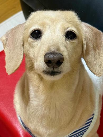 角刈りになってしまったワンコ