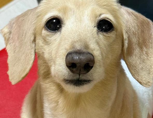 角刈りになってしまったワンコ