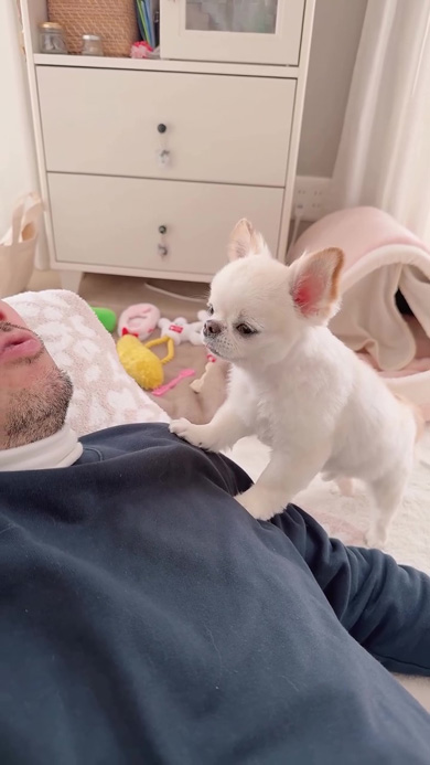 パパの体に乗るワンコ