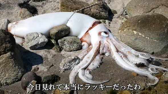 海上保安庁に回収される予定のダイオウイカ