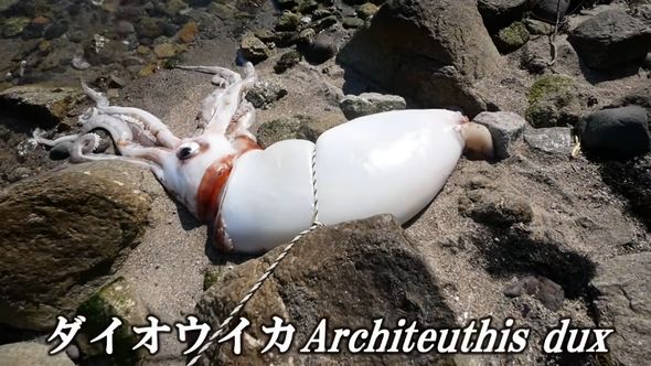 海岸に漂着したダイオウイカ