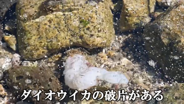 ちぎれたダイオウイカの破片