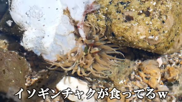 ダイオウイカの体を食べるイソギンチャク