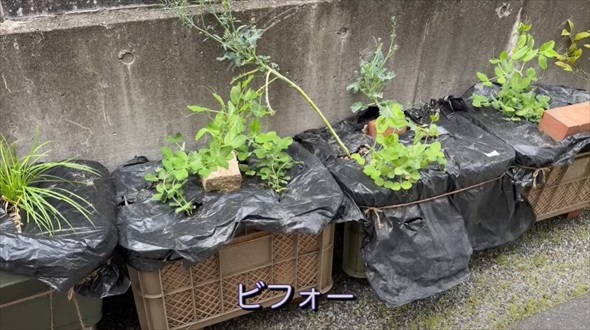 ぼっち主婦が本気で庭DIY