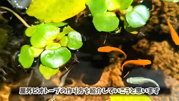 屋外ビオトープ