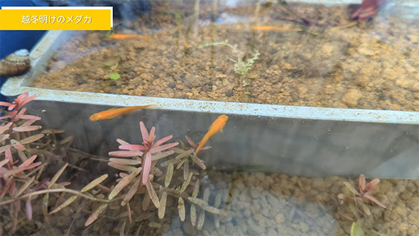 越冬明けのメダカ