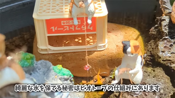 きれいな水を保てる