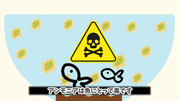 アンモニアは魚に