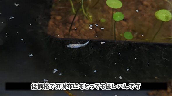 低価格でお財布