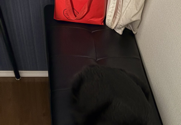 黒猫 椅子 完全に同化 危ない 座る前 確認 見えない