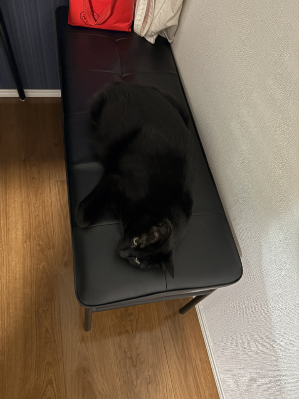 黒猫 椅子 完全に同化 危ない 座る前 確認 見えない