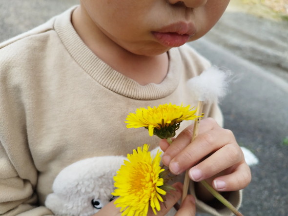 タンポポを手に持つ5歳の男の子