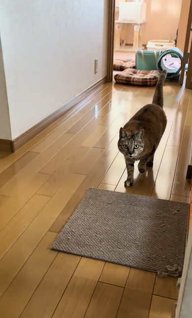 母と勘違いして出迎えた猫ちゃん