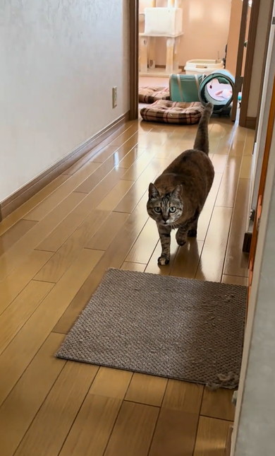 母と勘違いして出迎えた猫ちゃん
