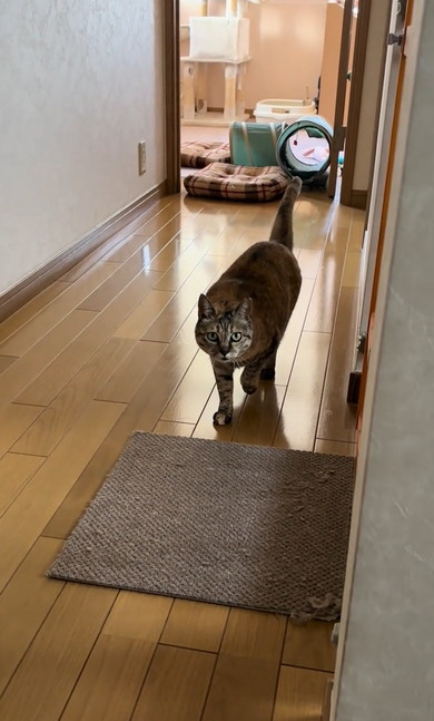母と勘違いして出迎えた猫ちゃん
