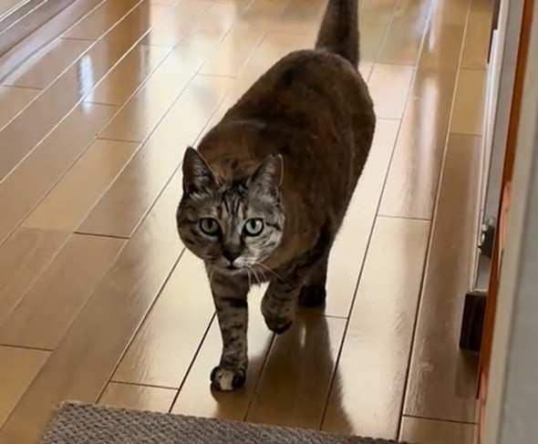 母と勘違いして出迎えた猫ちゃん