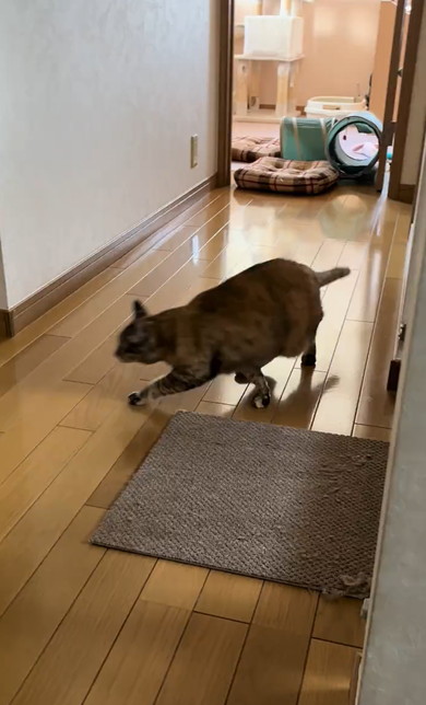 母と勘違いして出迎えた猫ちゃん