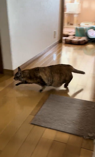 母と勘違いして出迎えた猫ちゃん