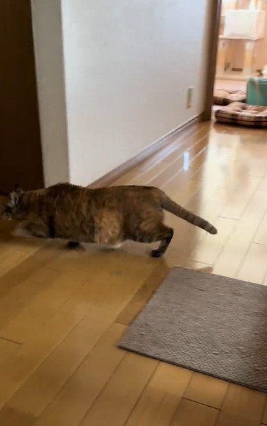 母と勘違いして出迎えた猫ちゃん