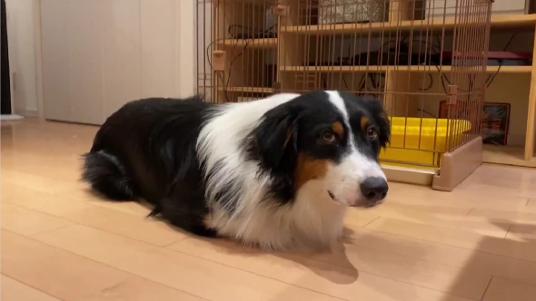 猫と暮らして香箱座りを覚えた犬