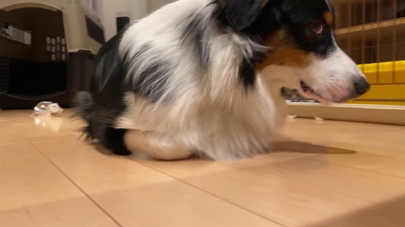 猫と暮らして香箱座りを覚えた犬