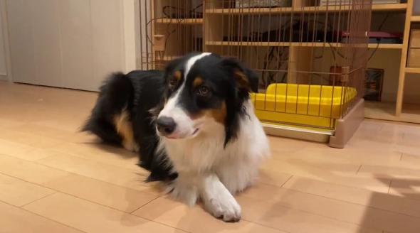 猫と暮らして香箱座りを覚えた犬