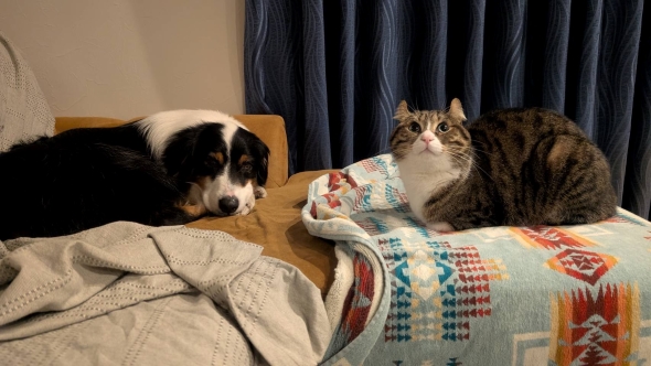 猫と暮らして香箱座りを覚えた犬