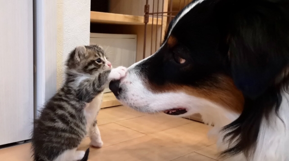 猫と暮らして香箱座りを覚えた犬