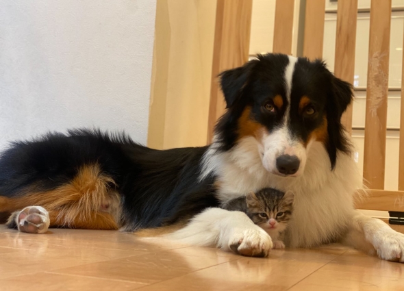 猫と暮らして香箱座りを覚えた犬