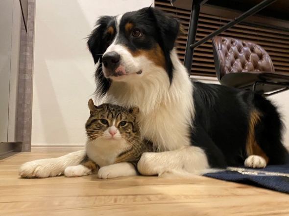 猫と暮らして香箱座りを覚えた犬