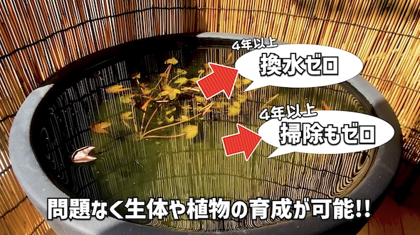 4年放置のメダカの屋外ビオトープ