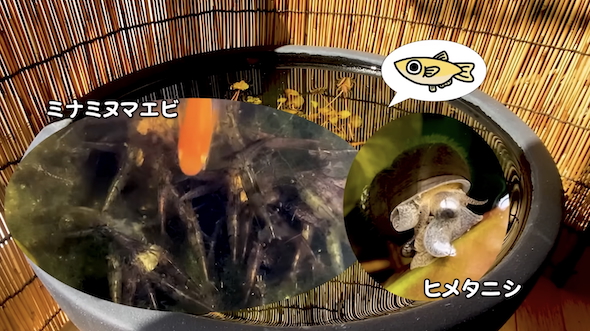 4年放置のメダカの屋外ビオトープ