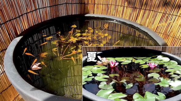 4年放置のメダカの屋外ビオトープ