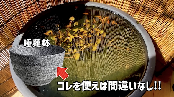 メダカの屋外ビオトープのポイント