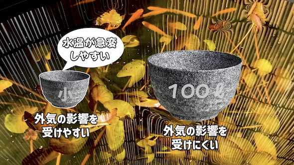 メダカの屋外ビオトープのポイント