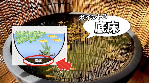 メダカの屋外ビオトープのポイント