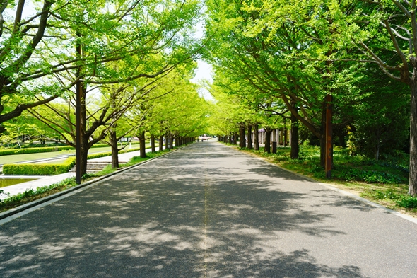 散歩中、突然出現してきた四角い木