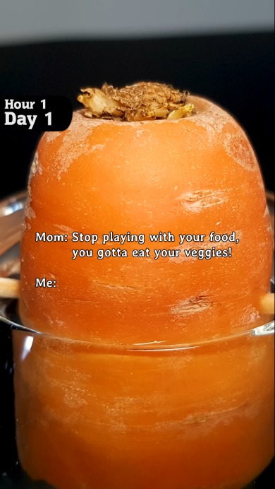 切ったにんじんを24日間観察した結果