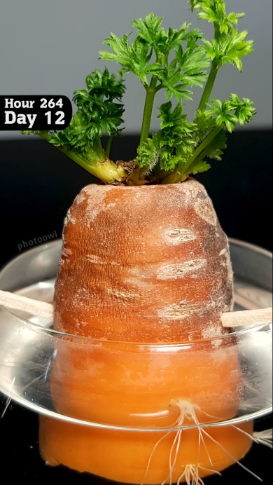 切ったにんじんを24日間観察した結果