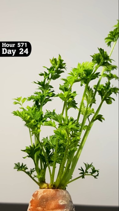 切ったにんじんを24日間観察した結果