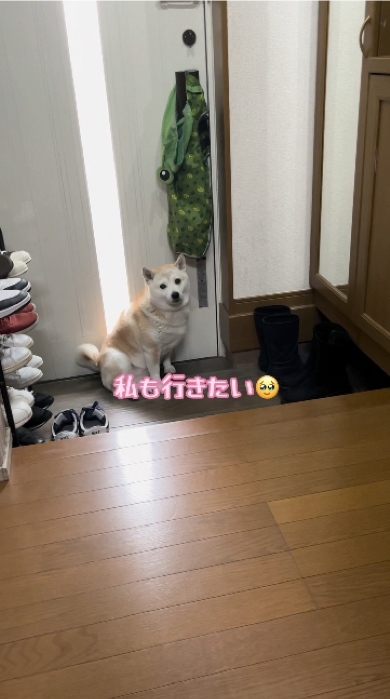 柴犬のゆずちゃんとお兄ちゃんの9年