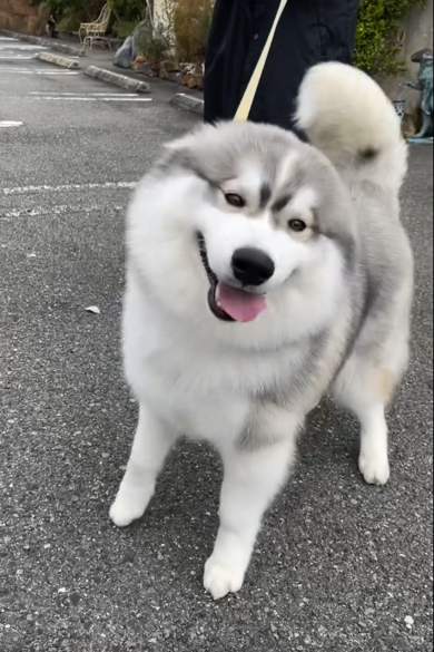 耳が消えるほどデレデレ甘えん坊ボーイへと成長