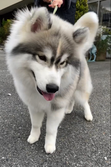 体毛の色も変化してハスキーらしい姿に