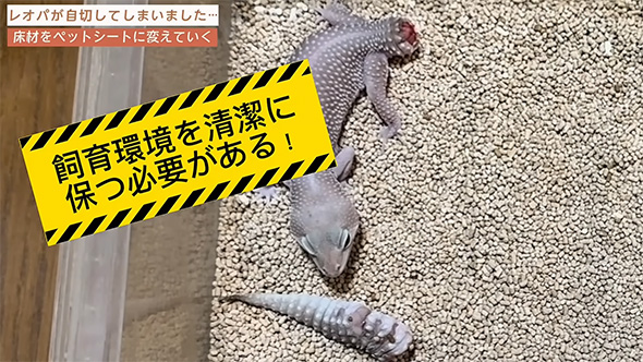 飼育環境を清潔に