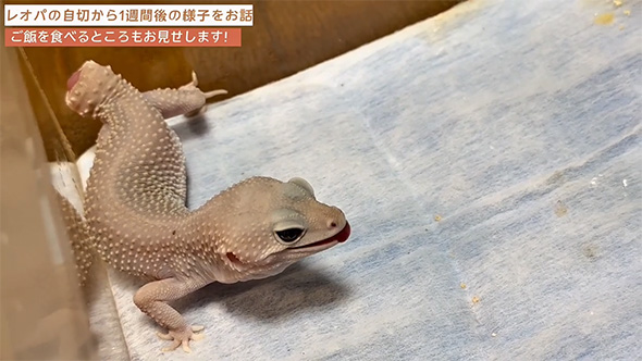 口のまわりをなめるレオパ