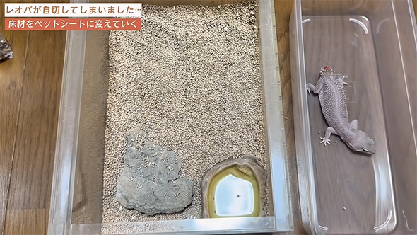 細かい床砂とレオパ